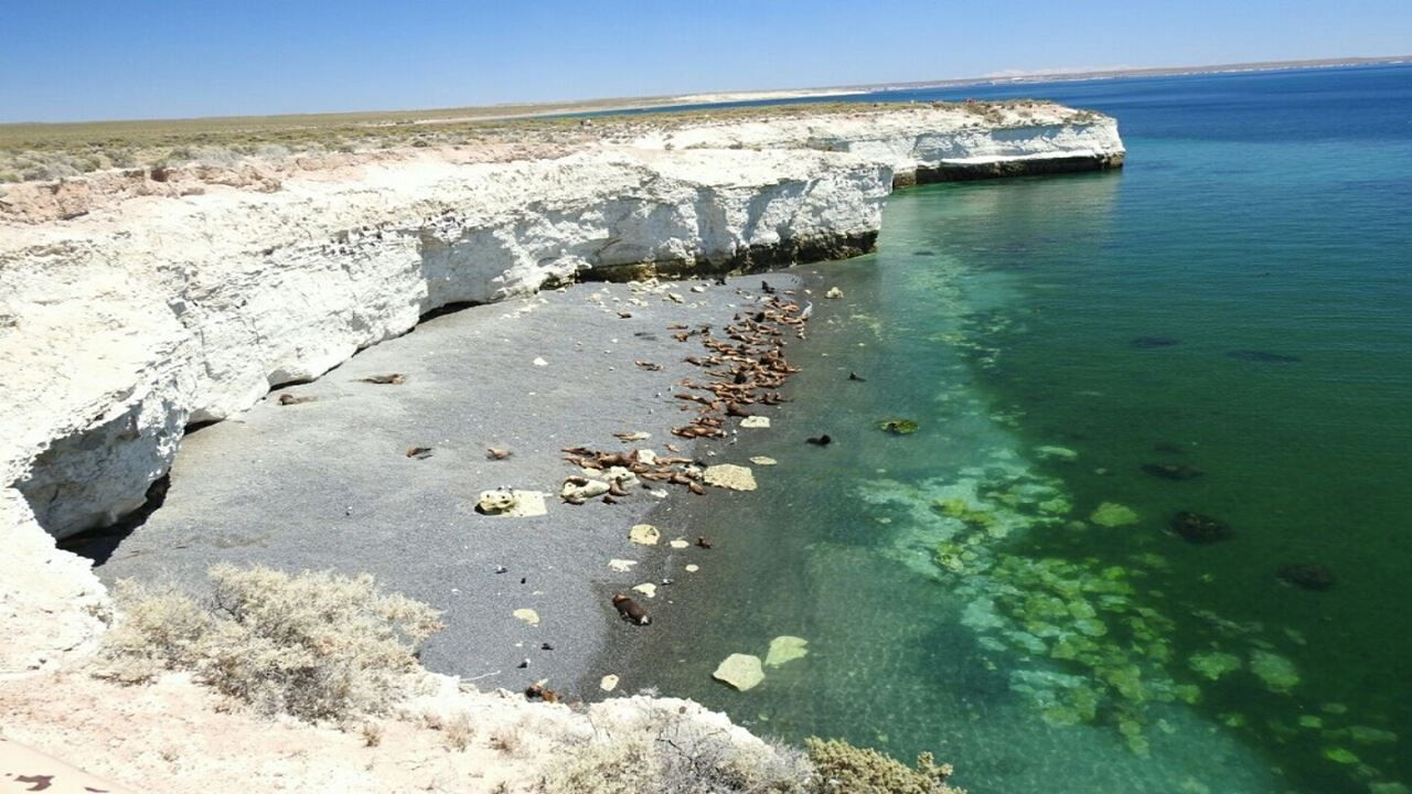 Imagen del tour: City Tour Puerto Madryn Y Punta Loma