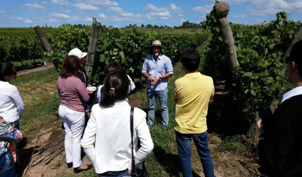 Imagen del tour: Degustación De Vinos Uruguayos - Visita A Bodegas Pizzorno