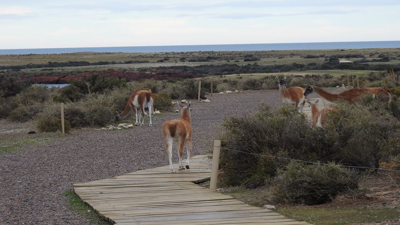 Imagen del tour: Excursión A Punta Tombo En Puerto Madryn  Para Pasajeros En Crucero