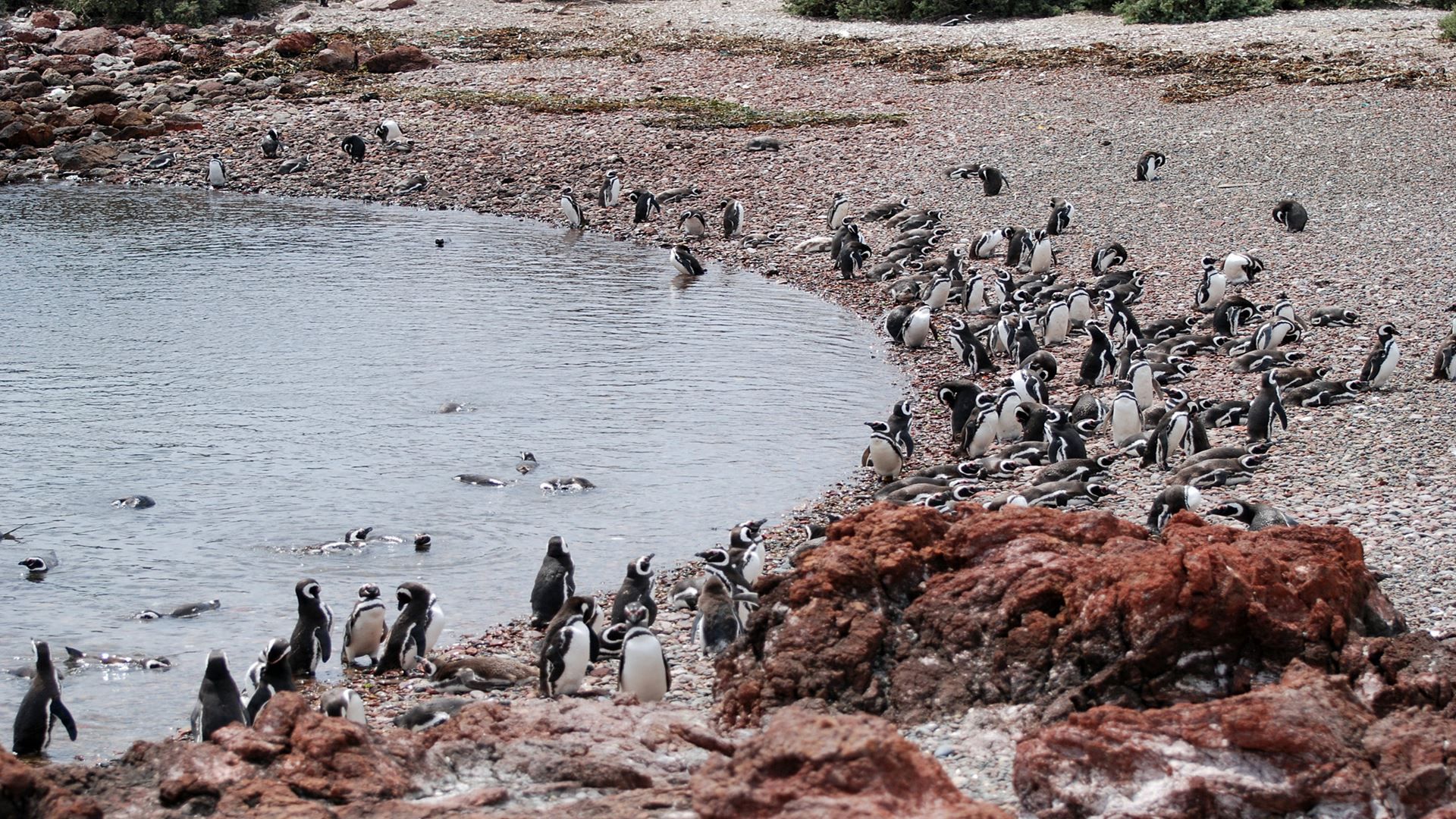 Imagen del tour: Excursion Privada Pinguinera Punta Tombo