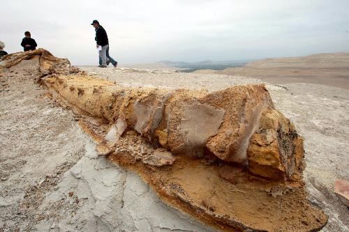 Imagen del tour: Fosiles Marinos En El Desierto De Ocucaje