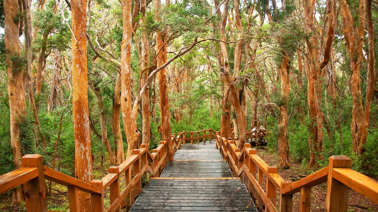 Imagen del tour: Isla Victoria Y Bosque De Arrayanes