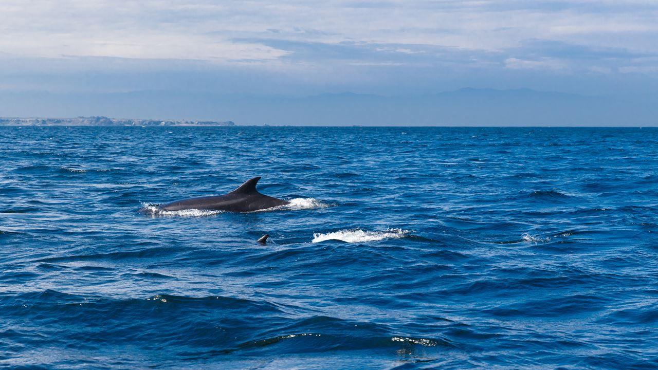 Imagen del tour: Avistamiento De Ballenas En La Reserva Marina Isla Chañaral