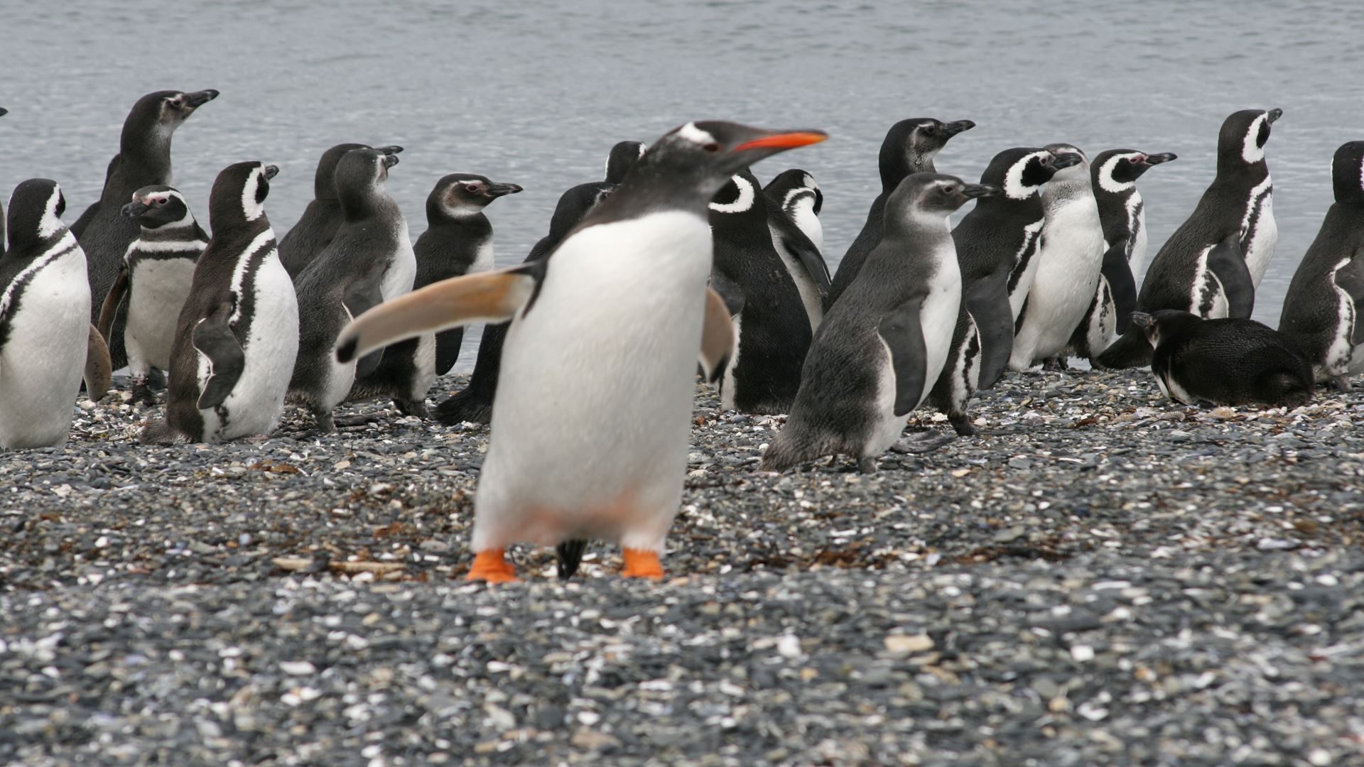 Imagen del tour: Navegación Canal De Beagle Y Caminata Con Pinguinos En Isla Martillo
