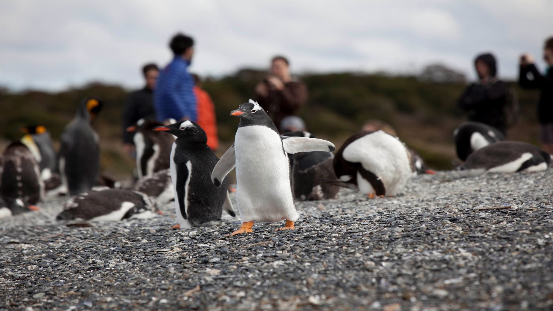Imagen del tour: Caminata Con Pinguinos En Isla Martillo
