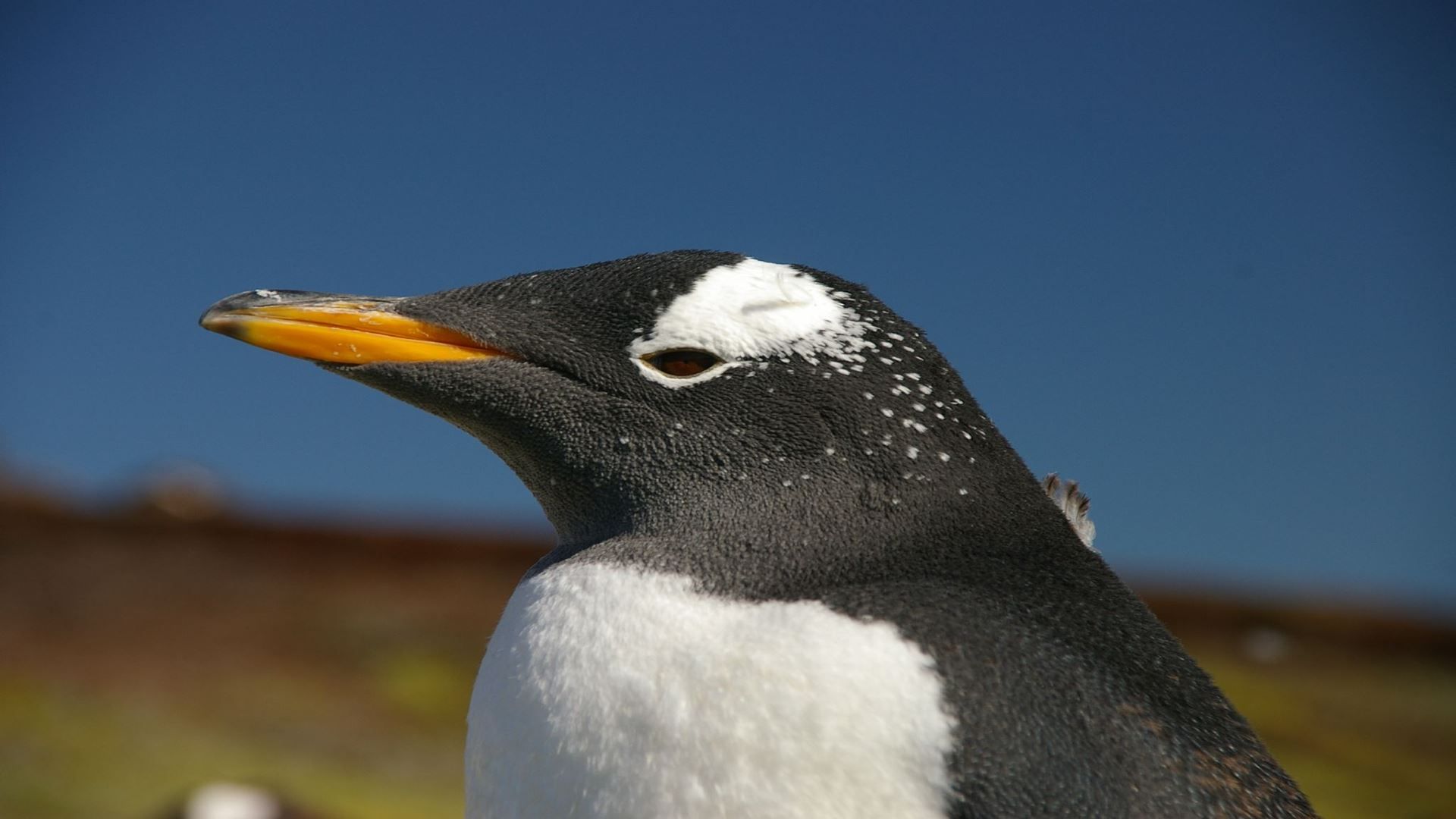 Imagen del tour: Tour Avistaje De Pinguinos En Isla Martillo
