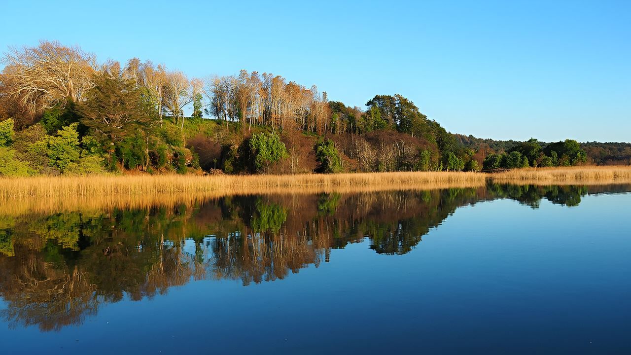 Imagen del tour: Navegacion Punucapa Y Su Santuario Natural En Valdivia