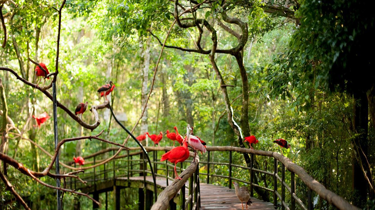 Imagen del tour: Paquete Foz Do Iguaçu, Bonito Y Fernando De Noronha