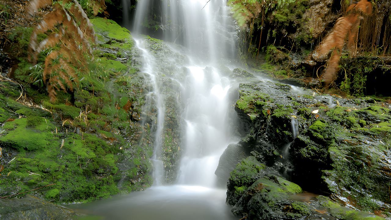 Imagen del tour: Parque Oncol De Valdivia, Senderos De Historia Y Naturaleza