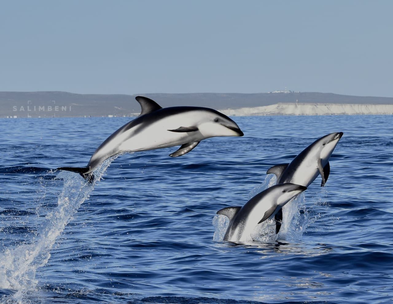 Imagen del tour: Paseo Náutico Y Avistaje De Delfines En Puerto Madryn