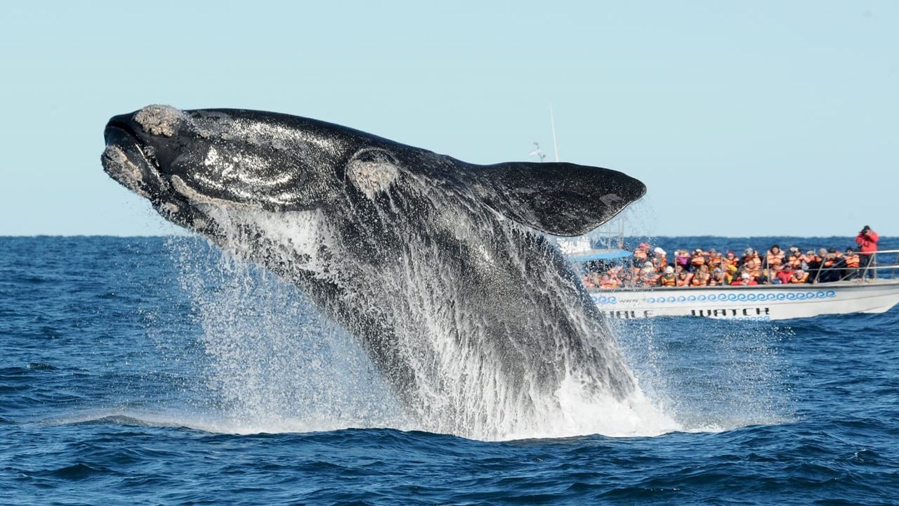 Imagen del tour: Peninsula Valdes Y Avistaje De Ballenas