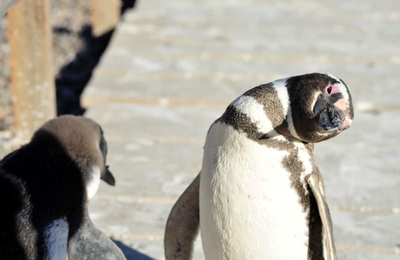Imagen del tour: Pinguinera Punta Tombo
