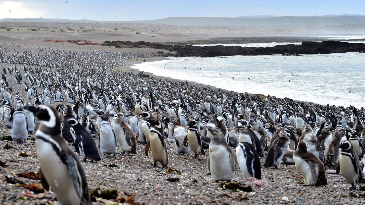 Imagen del tour: Punta Tombo Con Avistaje De Pinguinos Y Toninas