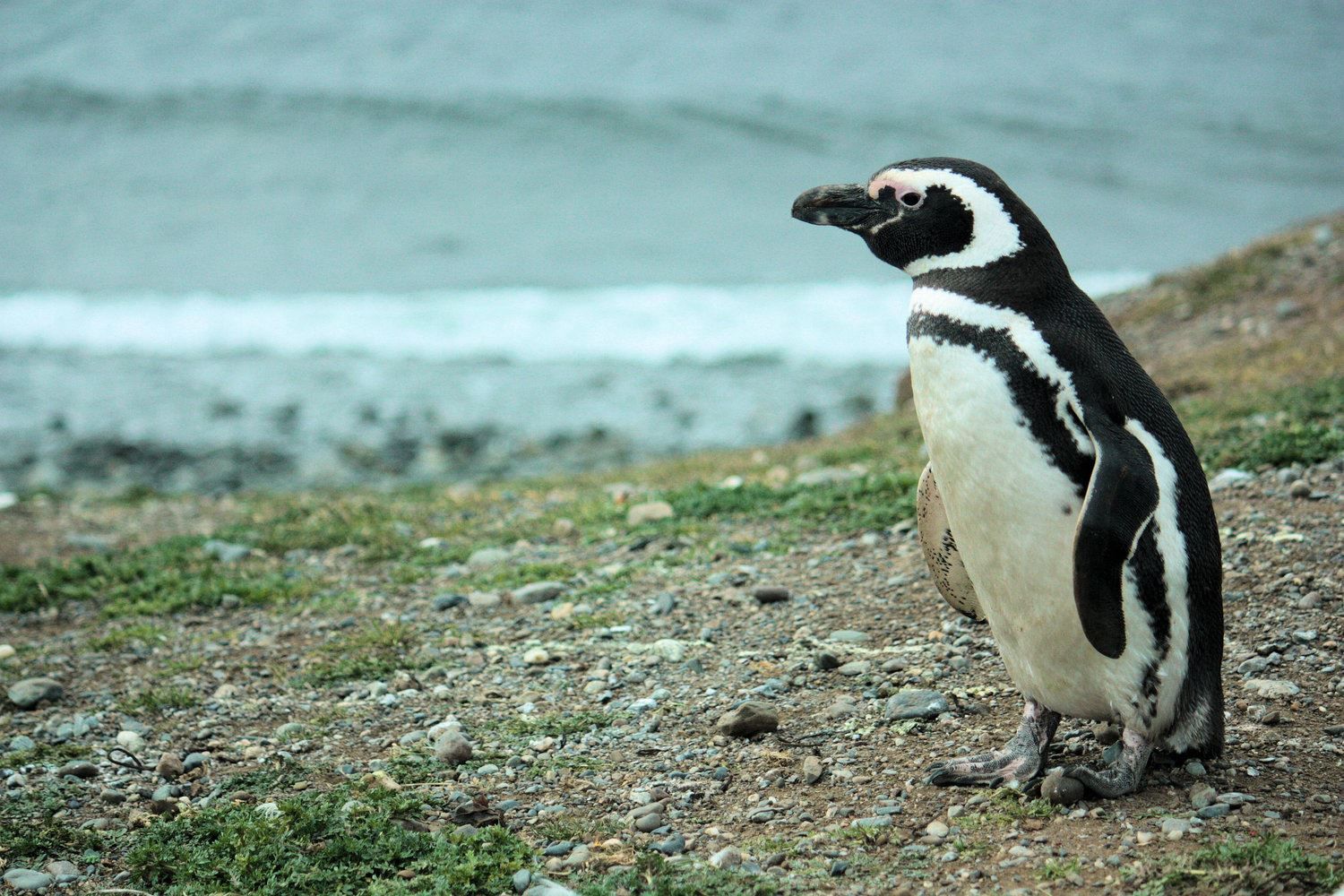 Imagen del tour: Torres Del Paine Y Pingüinos