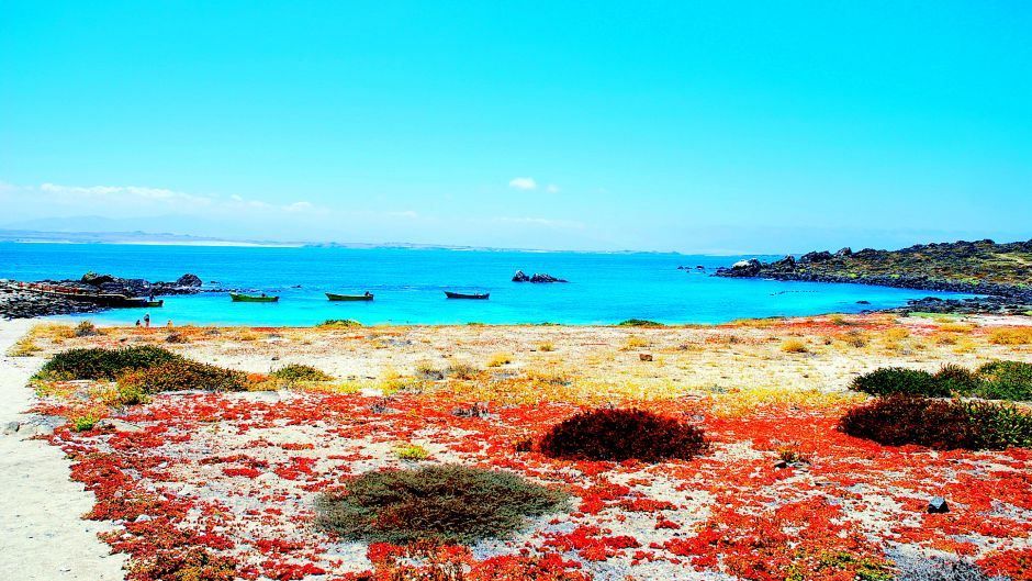 Imagen del tour: Tour Isla Damas & Avistaje De Pinguinos