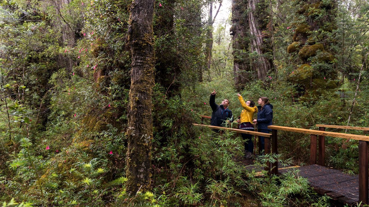 Imagen del tour: Trek Parque Nacional Alerce Costero Bosques Ancestrales
