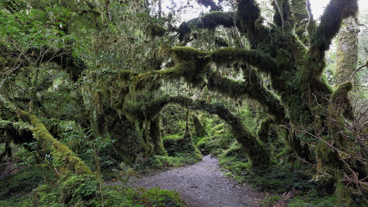 Imagen del tour: Parque Nacional Queulat Y Bosque Encantado