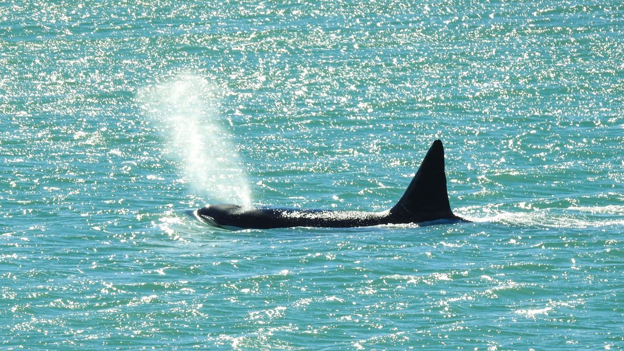 Imagen del tour: Vigilia De Orcas En Puerto Madryn