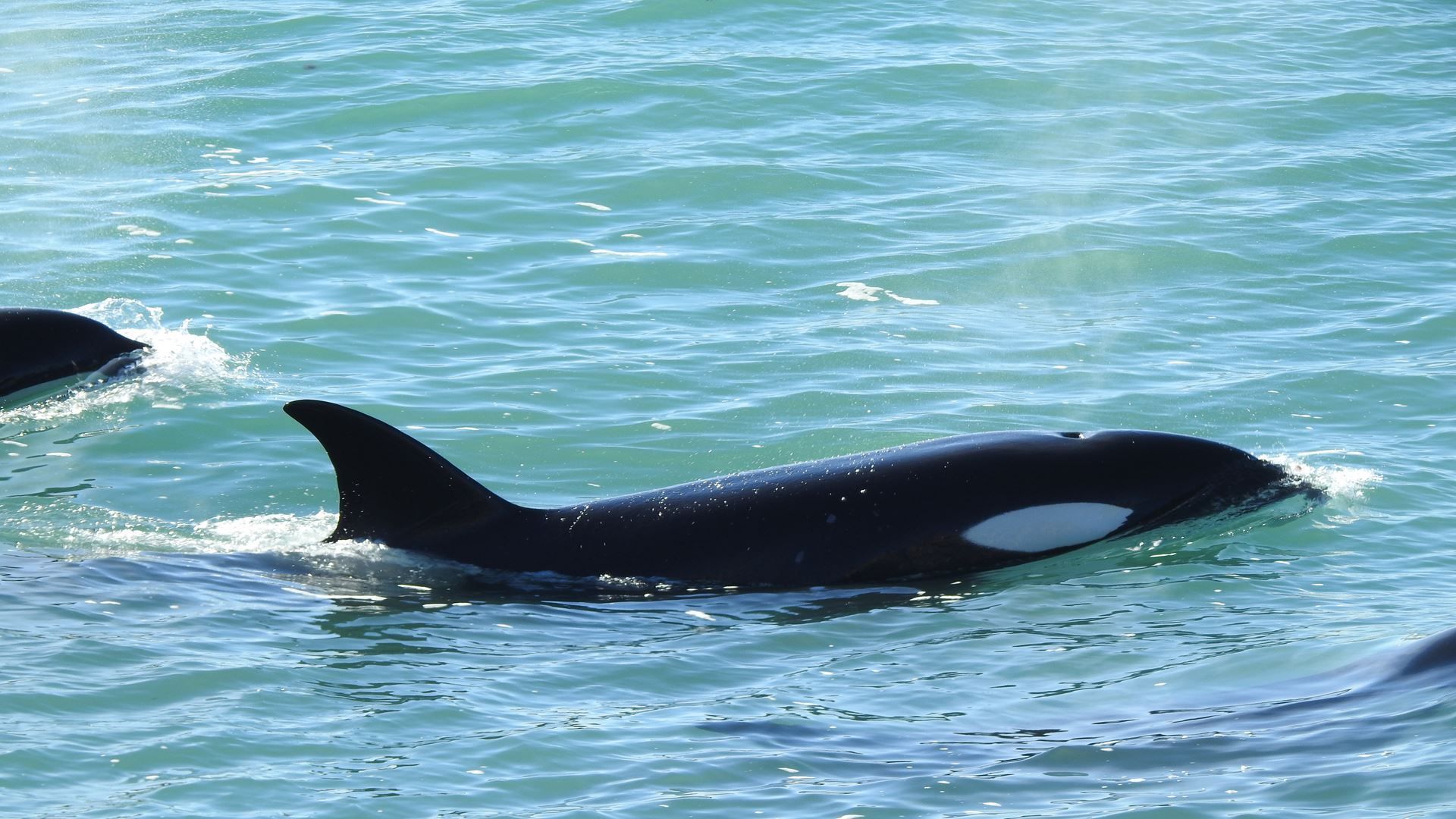 Imagen del tour: Vigilia De Orcas En Puerto Madryn