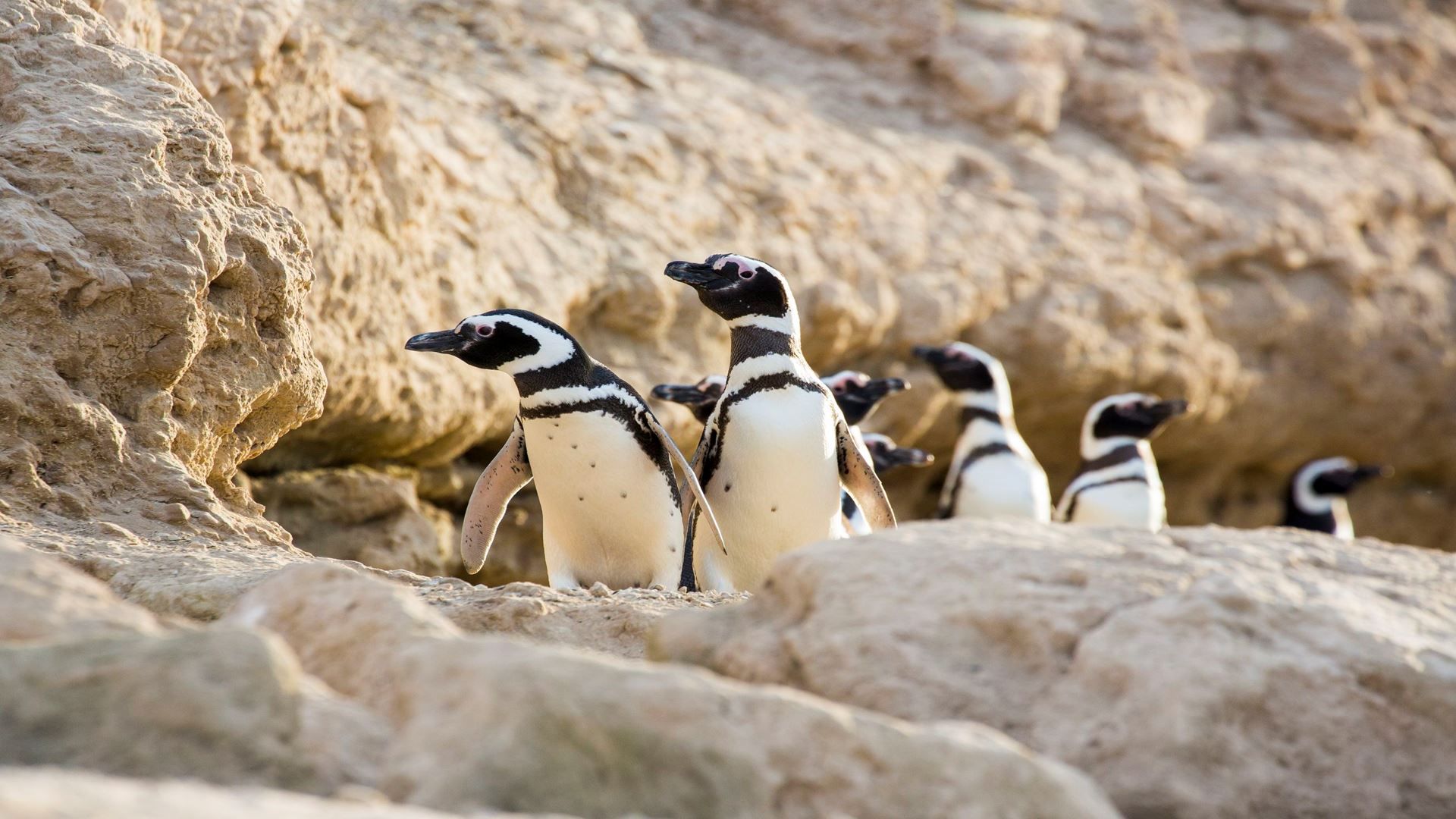 Imagen del tour: Pingüinos En La Estancia San Lorenzo En Península Valdés