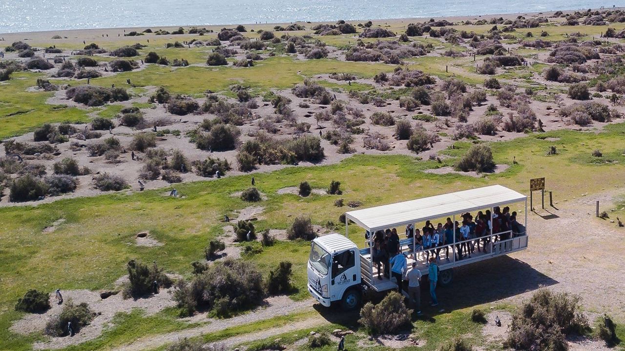 Imagen del tour: Pingüinos En La Estancia San Lorenzo En Península Valdés