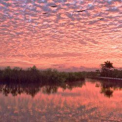 Everglades Portada