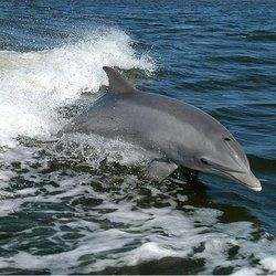 Delfines en Tenerife